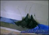 2044[0] (250x180, 7 kБ...)